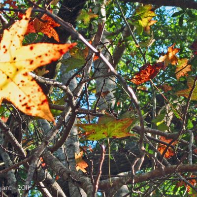 turned on the light of deciet (Demo)