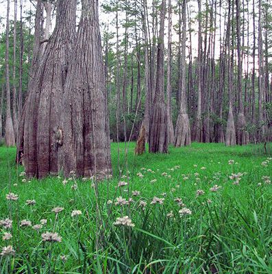 perhaps someday (Demo)