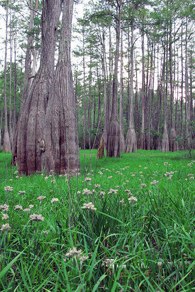 perhaps someday (Demo)