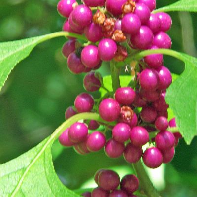 forbidden_not_forgotten (Demo)