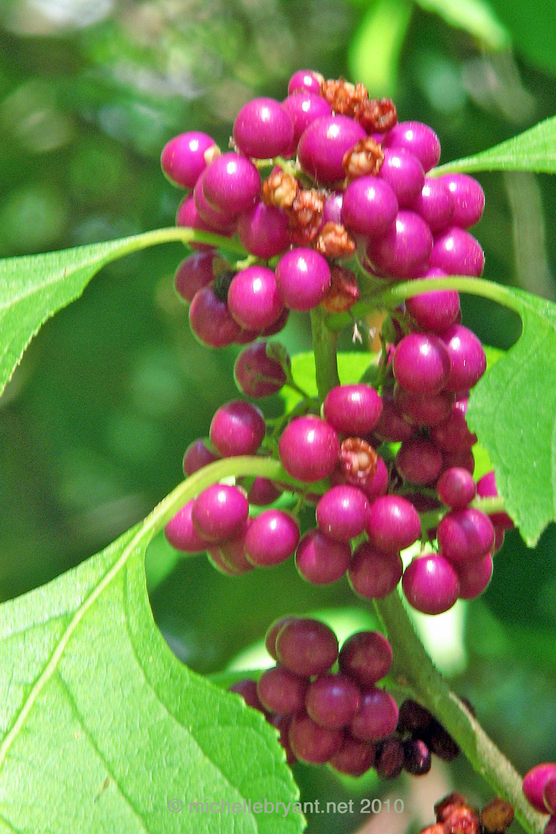 forbidden_not_forgotten (Demo)