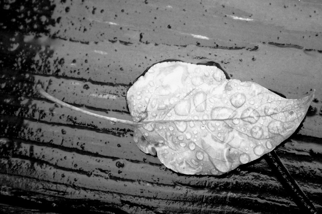 itsperplexing (Demo)