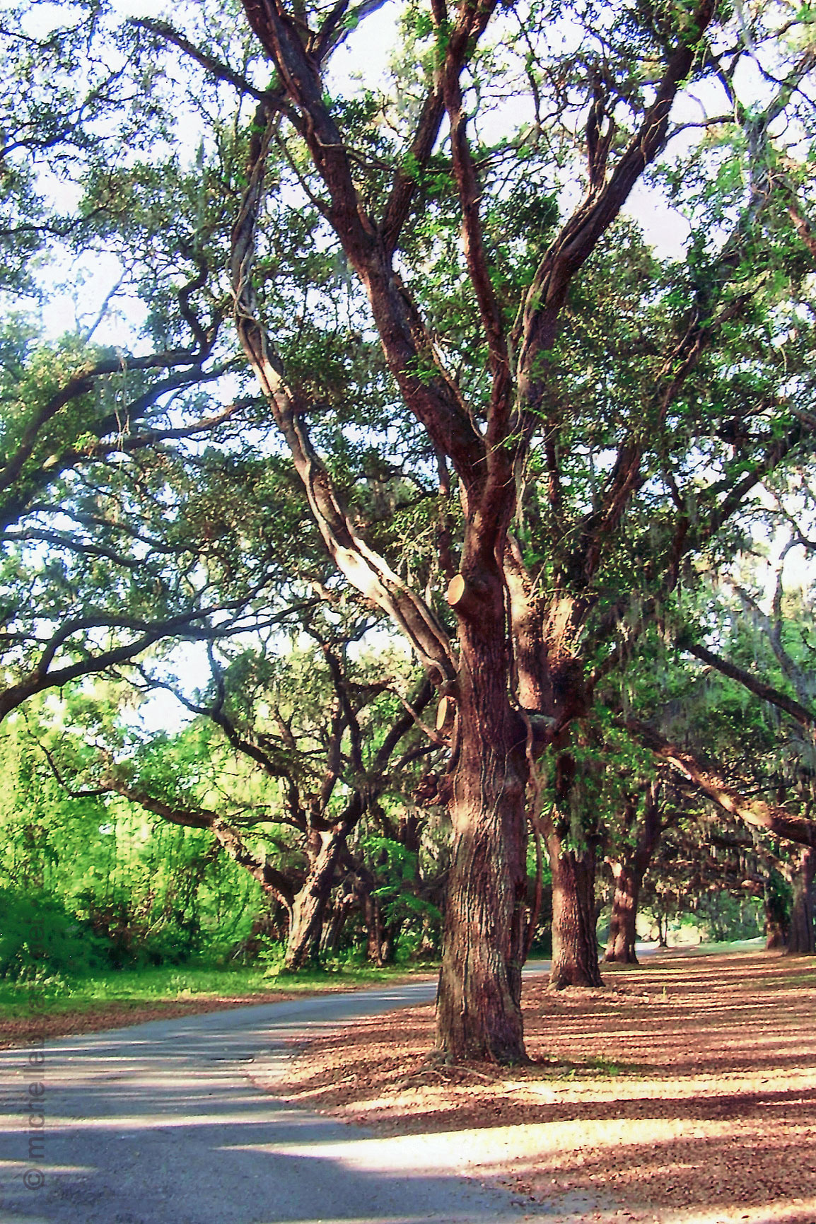 thislifeilivee (Demo)