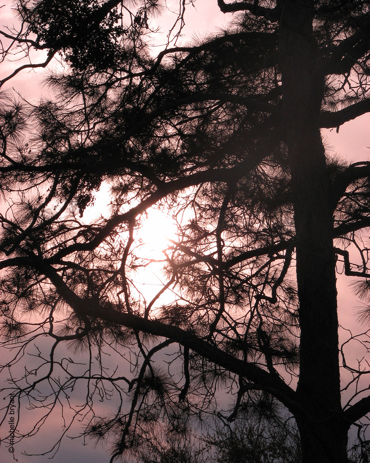 whatdididoforyoutoday (Demo)