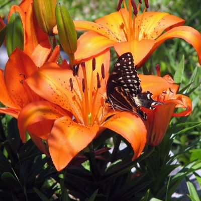 you_loved_mi_when_i_was_invisible (Demo)